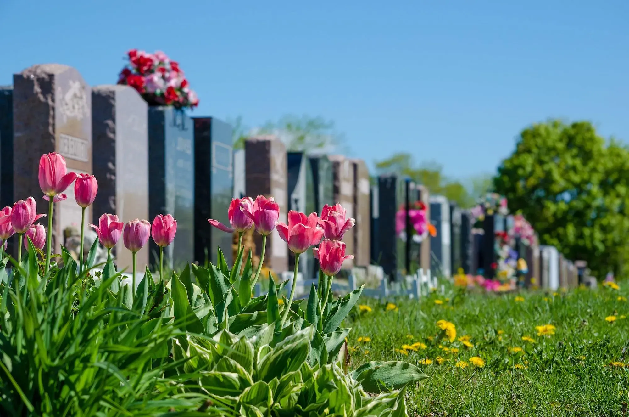 Allées de tombes et monuments funéraires fleuris de tulipes roses dans un cimetière.